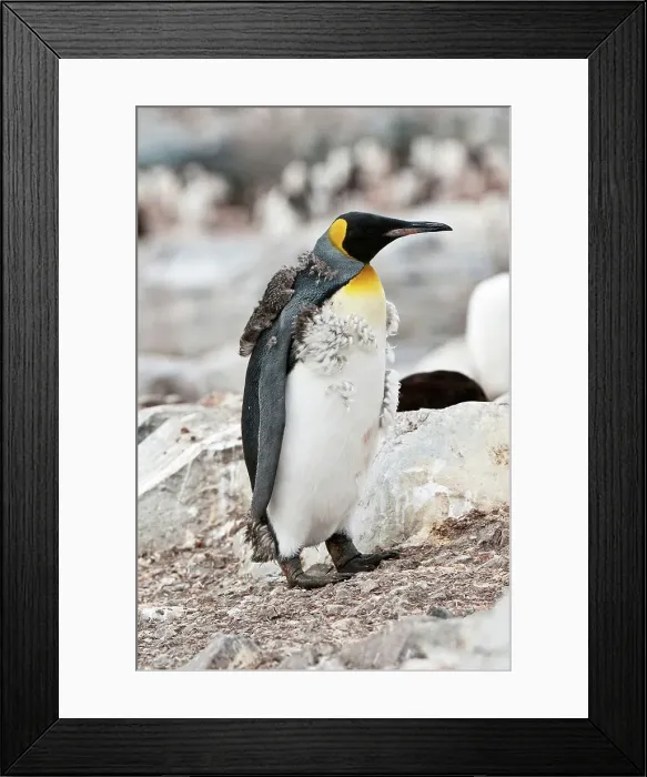 Framed Print : King penguin (Aptenodytes patagonicus) juvenile in partial molt Framed Print : King penguin (Aptenodytes patagonicus) juvenile in partial molt