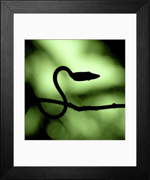 Framed Print : Silhouette of an Oriental Whipsnake (Ahaetulla prasina) Framed Print : Silhouette of an Oriental Whipsnake (Ahaetulla prasina)