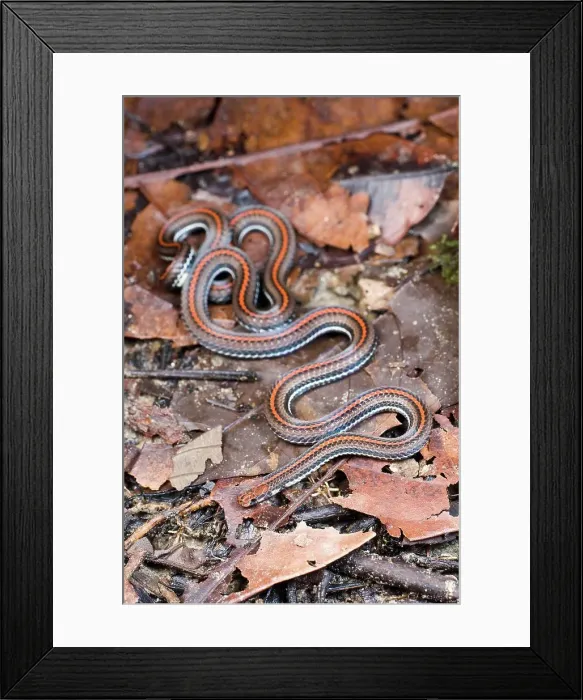 Framed Print : Striped Reed snake (Calamaria sp) in leaf litter Framed Print : Striped Reed snake (Calamaria sp) in leaf litter