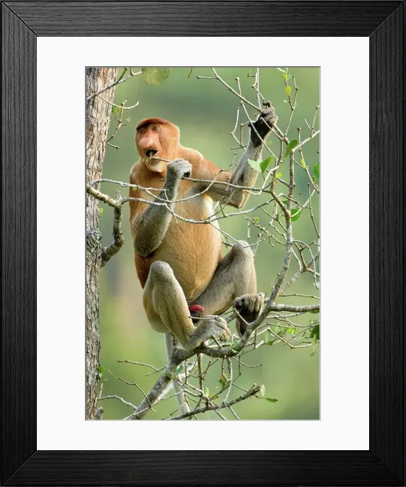 Framed Print : Adult male Proboscis monkey (Nasalis larvatus) feeding in mangrove forest Framed Print : Adult male Proboscis monkey (Nasalis larvatus) feeding in mangrove forest