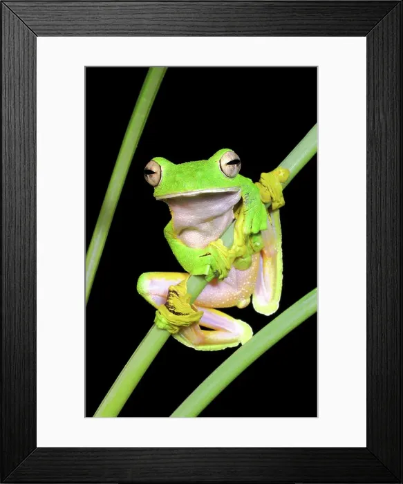 Framed Print : Wallace's Flying frog (Rhacophorus nigropalmatus) perched in understory vegetation Framed Print : Wallace's Flying frog (Rhacophorus nigropalmatus) perched in understory vegetation