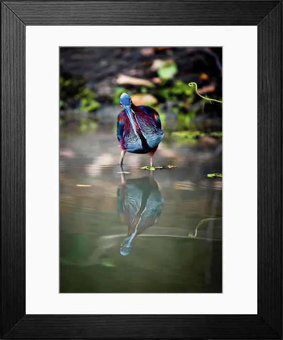 Framed Print : Agami heron (Agamia agami) stalking the margins of the river