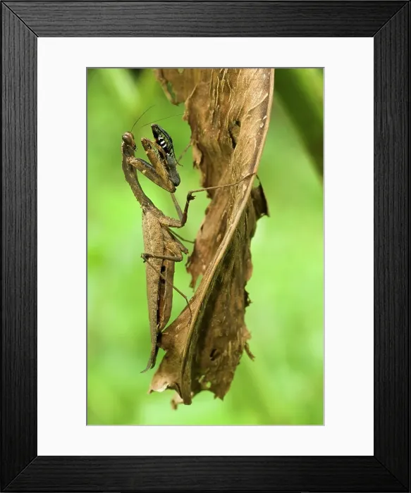 Framed Print : Dead Leaf mantis (Deroplatys dessicata) lying in ambush amongst shrivelled leaves Framed Print : Dead Leaf mantis (Deroplatys dessicata) lying in ambush amongst shrivelled leaves