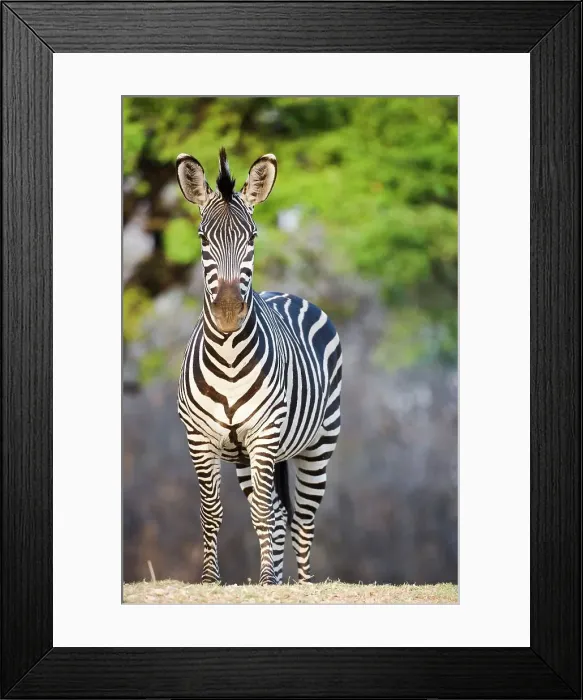 Framed Print : Crawshay's zebra (Equus quagga crawshayi) on the banks of the Luangwa River Framed Print : Crawshay's zebra (Equus quagga crawshayi) on the banks of the Luangwa River