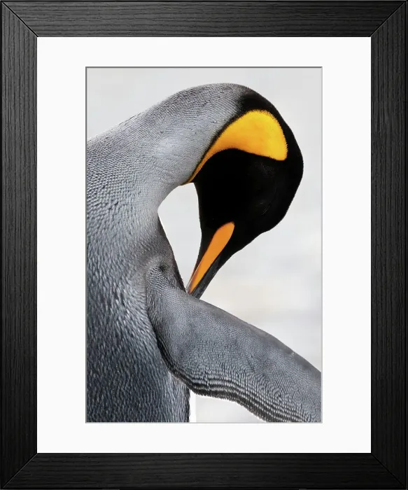 Framed Print : King penguin (Aptenodytes patagonicus) preening