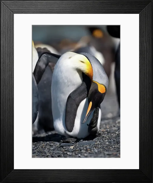 Framed Print : King penguins (Aptenodytes patagonicus) breeding colony at Gold Harbor Framed Print : King penguins (Aptenodytes patagonicus) breeding colony at Gold Harbor
