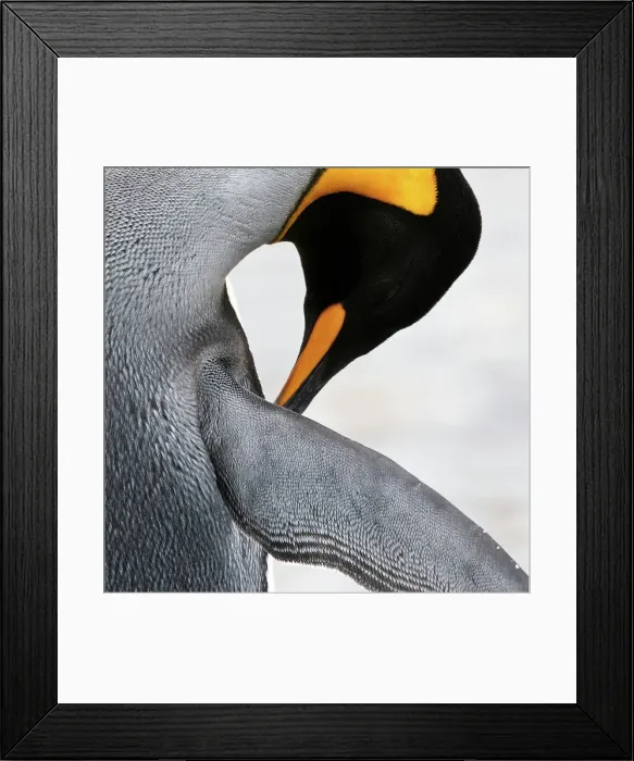 Framed Print : King penguin (Aptenodytes patagonicus) preening Framed Print : King penguin (Aptenodytes patagonicus) preening