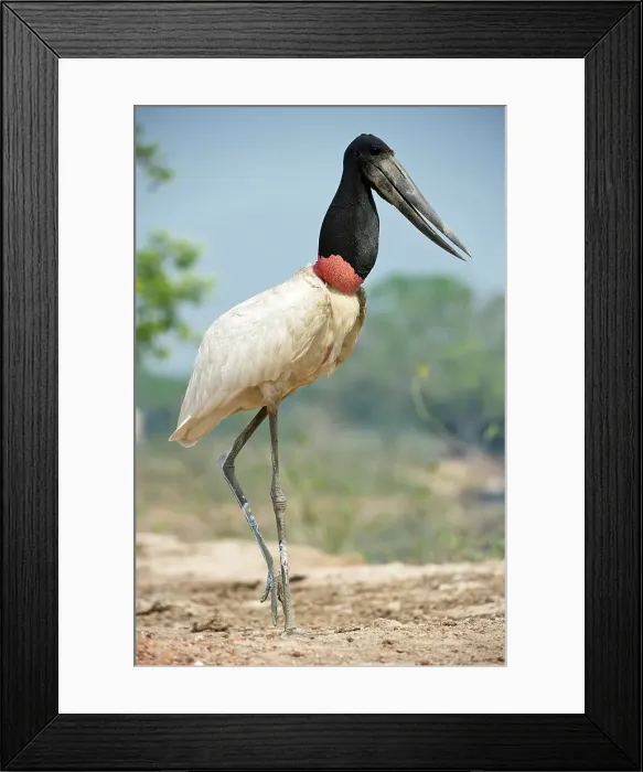 Framed Print : Jabiru stork (Jabiru mycteria) on the banks of the Pixiam River