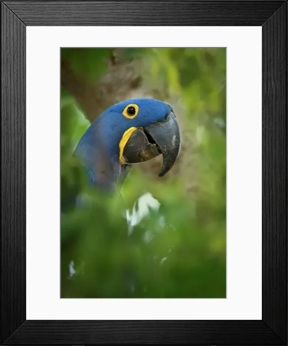 Framed Print : Hyacinth macaw (Anodorhynchus hyacinthinus) outside nest hole in forest bordering of the Cuiaba River Framed Print : Hyacinth macaw (Anodorhynchus hyacinthinus) outside nest hole in forest bordering of the Cuiaba River