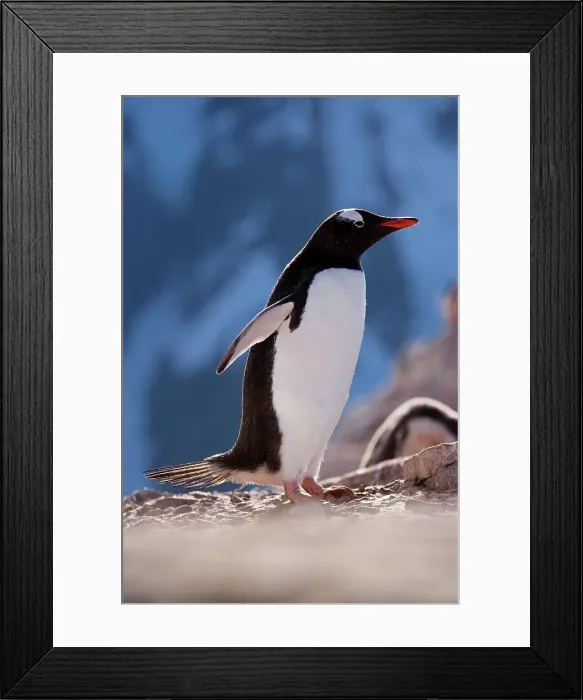 Framed Print : Gentoo penguin (Pygoscelis papua) on an island Framed Print : Gentoo penguin (Pygoscelis papua) on an island