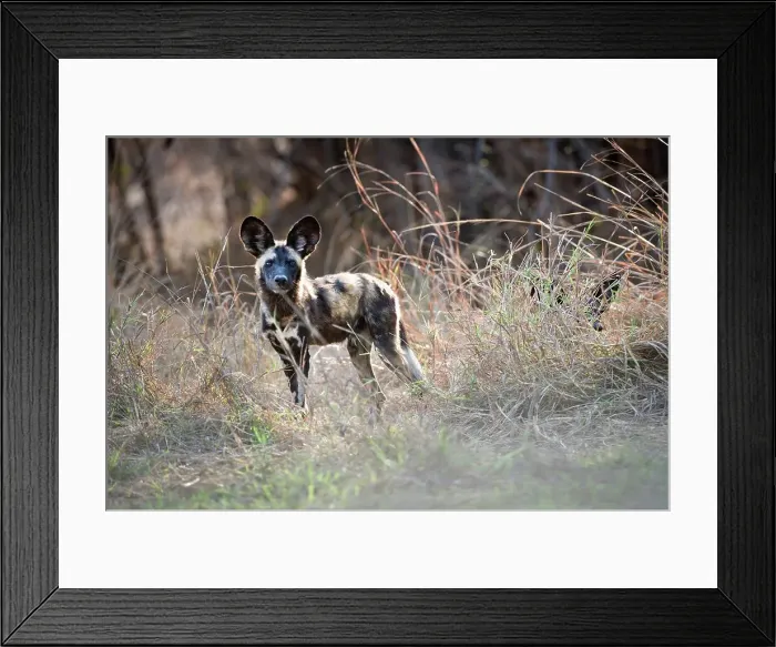 Framed Print : Juvenile African Wild Dog (Lycaon pictus) standing on the banks of the Luangwa River Framed Print : Juvenile African Wild Dog (Lycaon pictus) standing on the banks of the Luangwa River