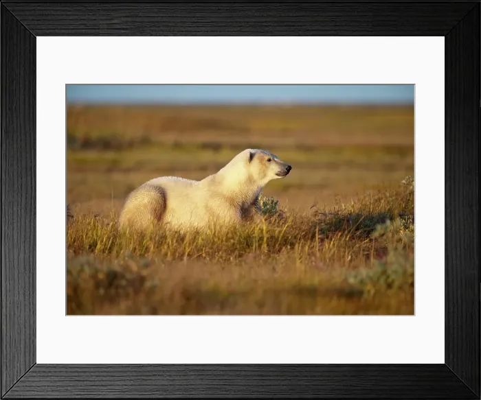 Framed Print : Polar bear (Ursus maritimus) in tundra vegetation in evening Framed Print : Polar bear (Ursus maritimus) in tundra vegetation in evening