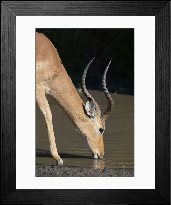 Framed Print : Impala (Aepyceros melampus melampus) drinking Framed Print : Impala (Aepyceros melampus melampus) drinking