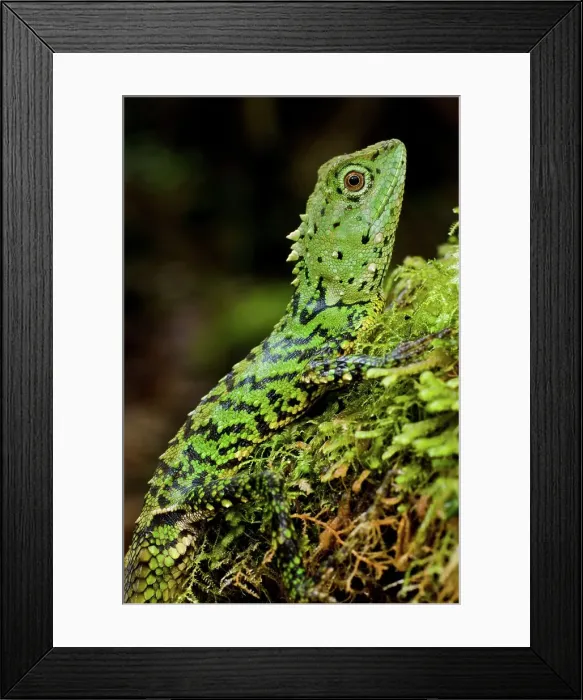 Framed Print : Close-up of a Green Mountain agama (Phoxophrys cephalum) Framed Print : Close-up of a Green Mountain agama (Phoxophrys cephalum)