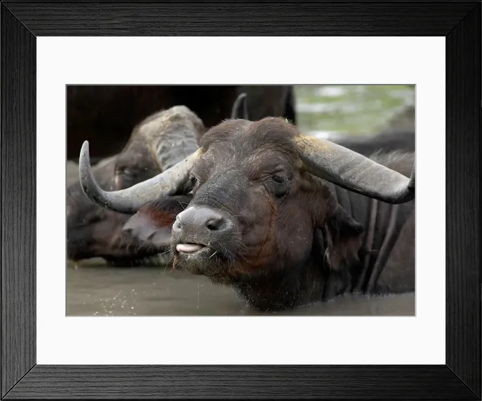 Framed Print : Buffalo (Synceros caffer) wallowing Framed Print : Buffalo (Synceros caffer) wallowing