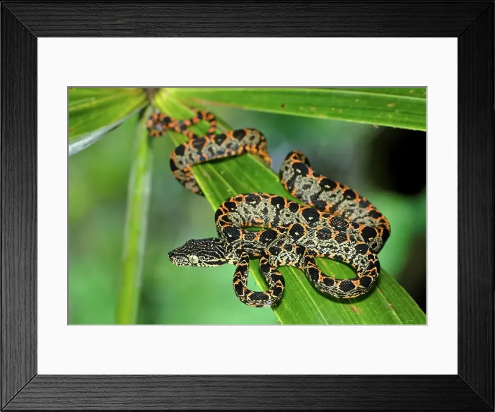 Framed Print : Juvenile Amazon Tree Boa (Corallus hortulanus) on a leaf Framed Print : Juvenile Amazon Tree Boa (Corallus hortulanus) on a leaf
