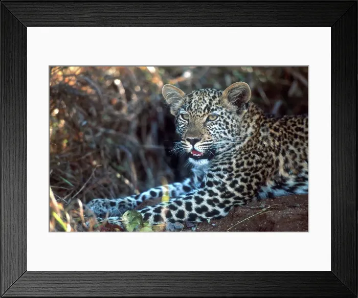 Framed Print : Leopard cub portrait. malaMala Game Reserve
