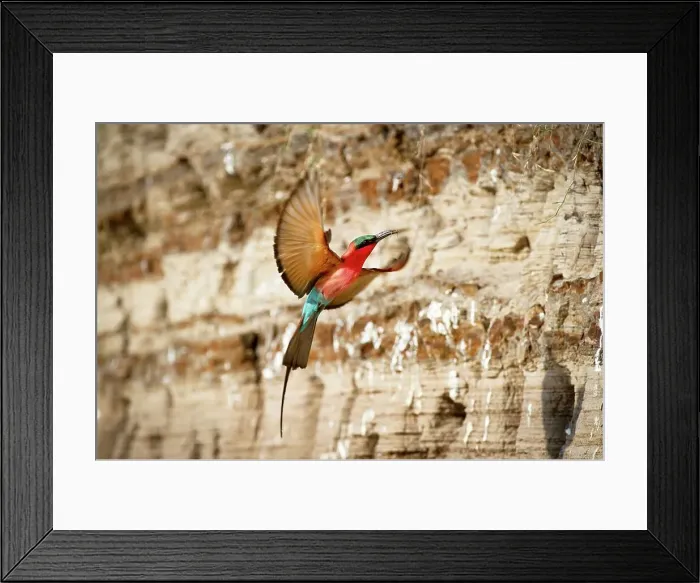 Framed Print : Southern Carmine Bee-Eaters (Merops nubicoides) in flight