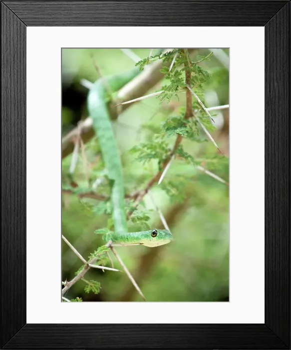 Framed Print : Battersby's Green snake (Philothamnus battersbyi) in Acacia bush Framed Print : Battersby's Green snake (Philothamnus battersbyi) in Acacia bush