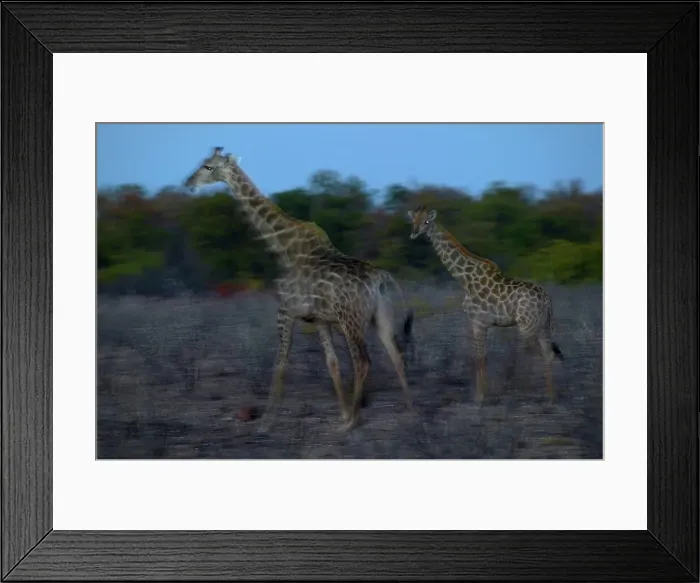 Framed Print : Giraffe (Giraffa camelopardis) walking in veld at twilight Framed Print : Giraffe (Giraffa camelopardis) walking in veld at twilight