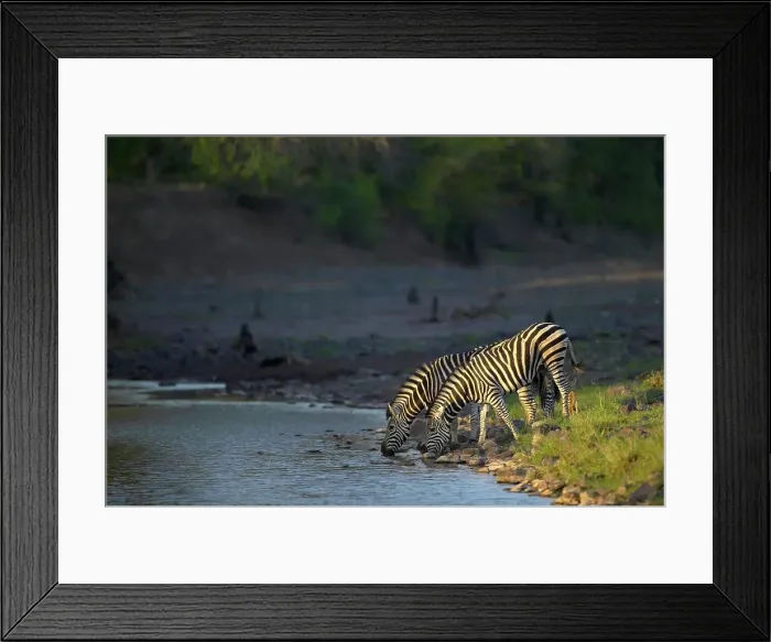 Framed Print : Burchell's Zebra (Equus burchelli) at waterhole in Majale River Framed Print : Burchell's Zebra (Equus burchelli) at waterhole in Majale River