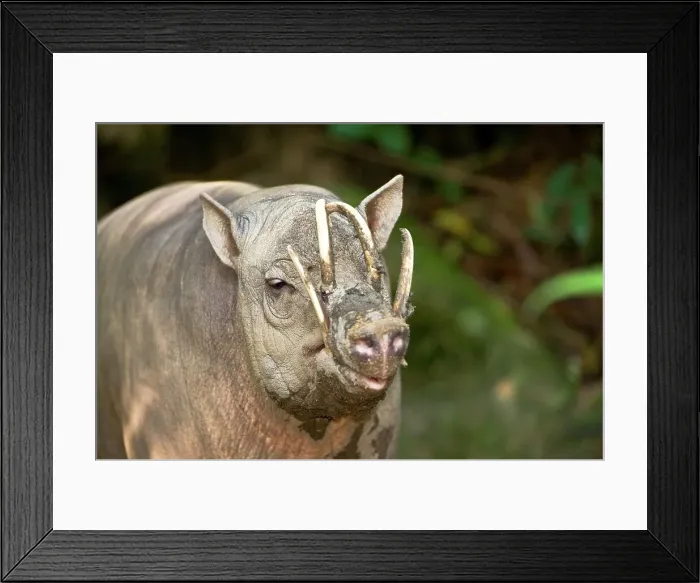 Framed Print : Close-up of a male Babirusa (Babyrousa celebensis) Framed Print : Close-up of a male Babirusa (Babyrousa celebensis)