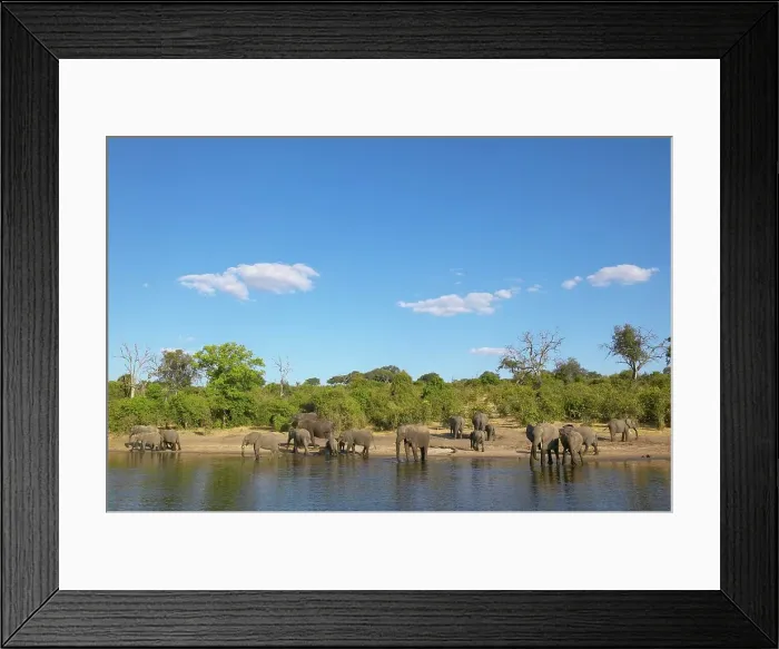 Framed Print : Elephants (Loxodonta Africana) drinking in Chobe River Framed Print : Elephants (Loxodonta Africana) drinking in Chobe River