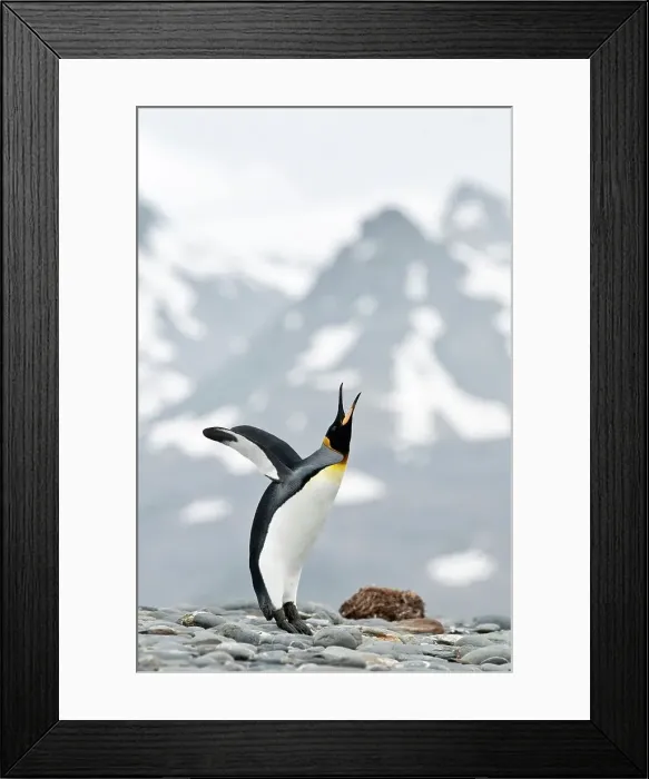 Framed Print : King penguin (Aptenodytes patagonicus) displaying Framed Print : King penguin (Aptenodytes patagonicus) displaying