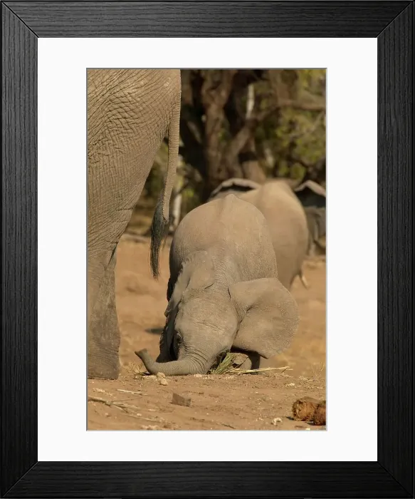 Framed Print : Elephant (Loxodonta africana)