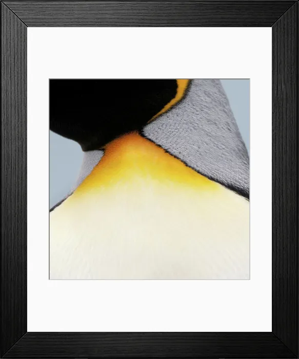 Framed Print : Feather detail from neck region of King penguin (Aptenodytes patagonicus) Framed Print : Feather detail from neck region of King penguin (Aptenodytes patagonicus)