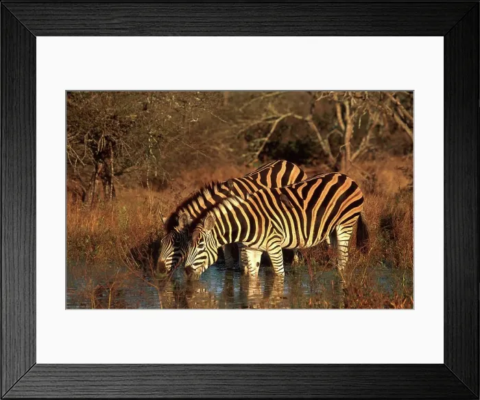 Framed Print : Zebra drinking. MalaMala Game Reserve Framed Print : Zebra drinking. MalaMala Game Reserve