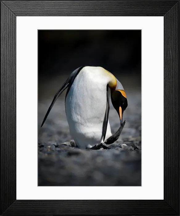 Framed Print : King penguin (Aptenodytes patagonicus) preening at Gold Harbor Framed Print : King penguin (Aptenodytes patagonicus) preening at Gold Harbor