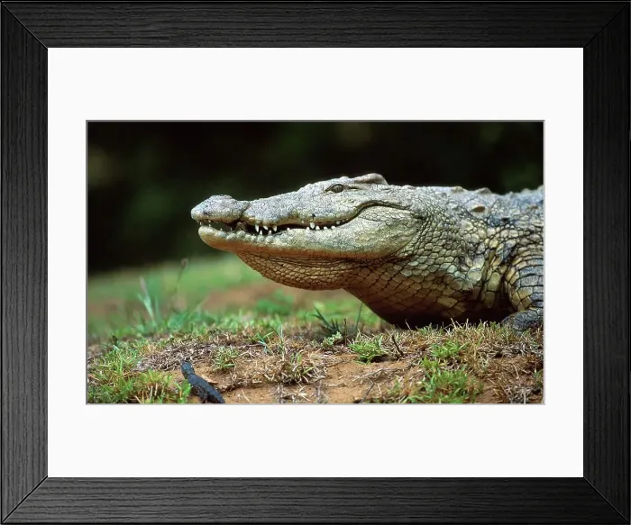 Framed Print : Nile Crocodile collecting hatchlings in its mouth to carry them to water Framed Print : Nile Crocodile collecting hatchlings in its mouth to carry them to water