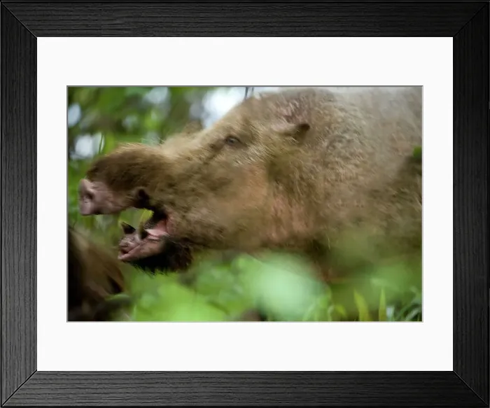 Framed Print : Male Bearded Pig (Sus barbatus) fighting at forest wallow Framed Print : Male Bearded Pig (Sus barbatus) fighting at forest wallow