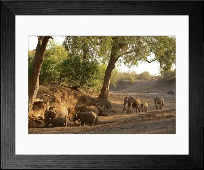Framed Print : Elephants (Loxodonta africana) herd drinking from holes that have dug in a dry river bed
