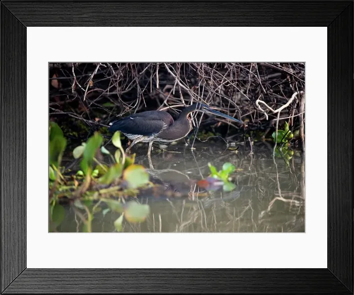 Framed Print : Immature Chestnut-Bellied heron (Agamia agami) stalking the margins of the Pixiam River