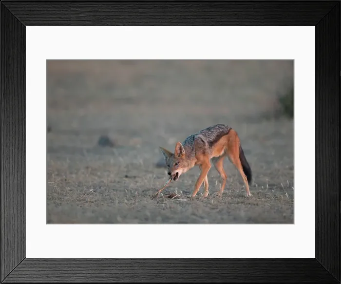 Framed Print : Blackbacked Jackal (Canis mesomelas) feeding on a bone Framed Print : Blackbacked Jackal (Canis mesomelas) feeding on a bone
