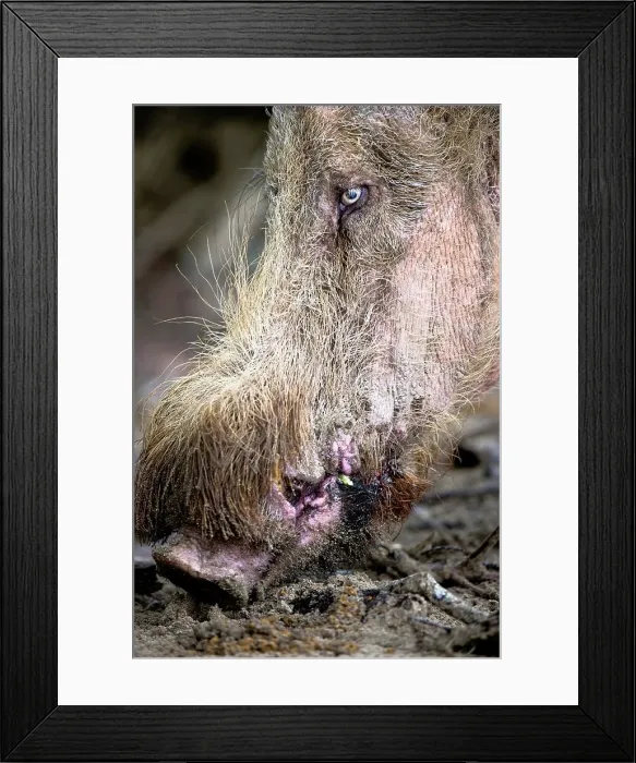 Framed Print : Male Bearded Pig (Sus barbatus) foraging along beach Framed Print : Male Bearded Pig (Sus barbatus) foraging along beach
