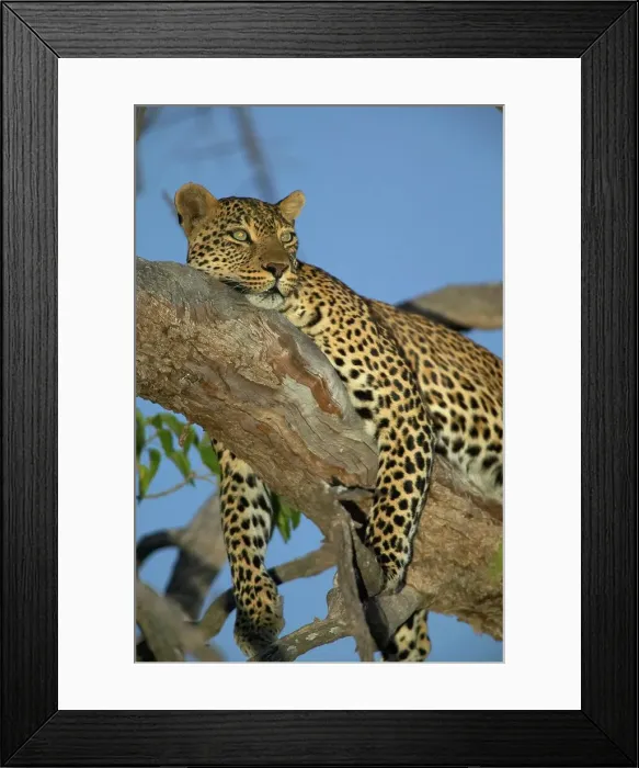 Framed Print : Leopard (panthera pardus) in tree at twilght Framed Print : Leopard (panthera pardus) in tree at twilght
