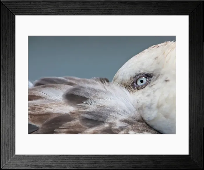 Framed Print : Southern Giant petrel (Macronectes giganteus) resting with bill tucked under its wing Framed Print : Southern Giant petrel (Macronectes giganteus) resting with bill tucked under its wing