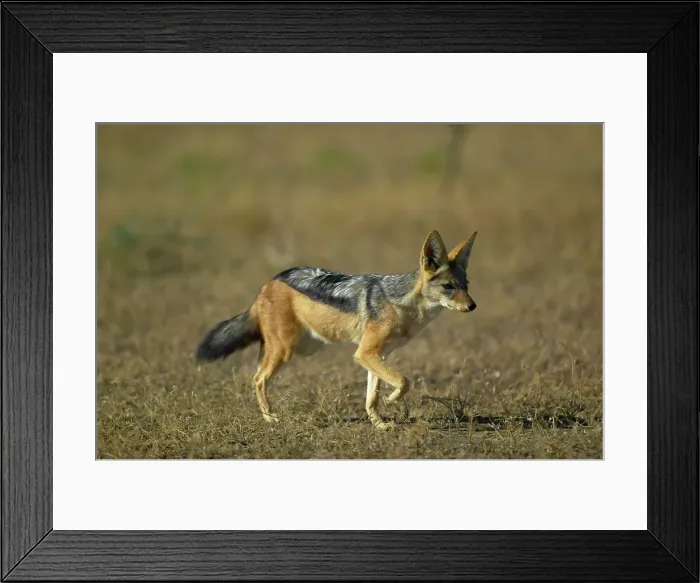 Framed Print : Blackbacked Jackal (Canis mesomelas) running in veld Framed Print : Blackbacked Jackal (Canis mesomelas) running in veld