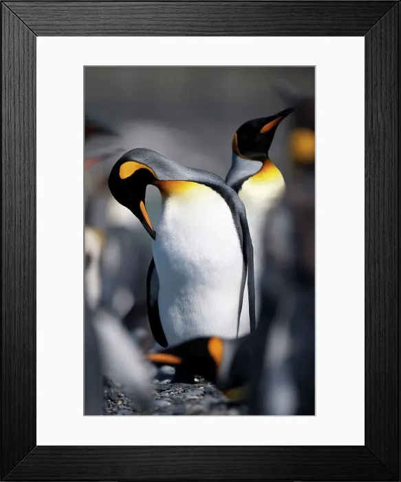 Framed Print : King penguins (Aptenodytes patagonicus) breeding colony at Gold Harbor Framed Print : King penguins (Aptenodytes patagonicus) breeding colony at Gold Harbor