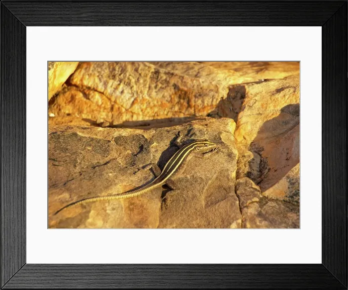 Framed Print : Common Flat Lizard (Platysaurus intermedius) female Framed Print : Common Flat Lizard (Platysaurus intermedius) female