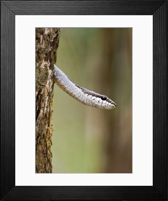 Framed Print : Endemic colubrid snake (Ithycyphus goudoti) (non-Venomous) emerging from tree hole Framed Print : Endemic colubrid snake (Ithycyphus goudoti) (non-Venomous) emerging from tree hole