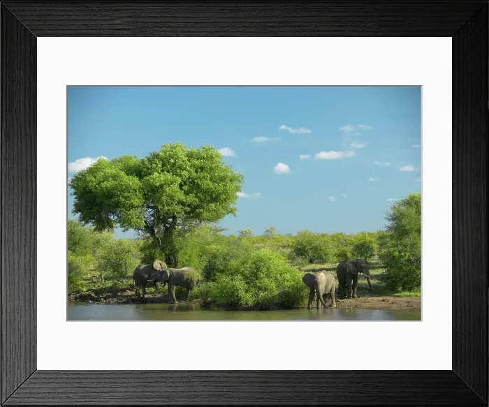 Framed Print : Elephant (Loxodonta africana) at waterhole drinking