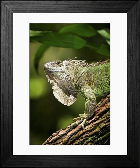 Framed Print : Close-up of a Green iguana (Iguana iguana) Framed Print : Close-up of a Green iguana (Iguana iguana)