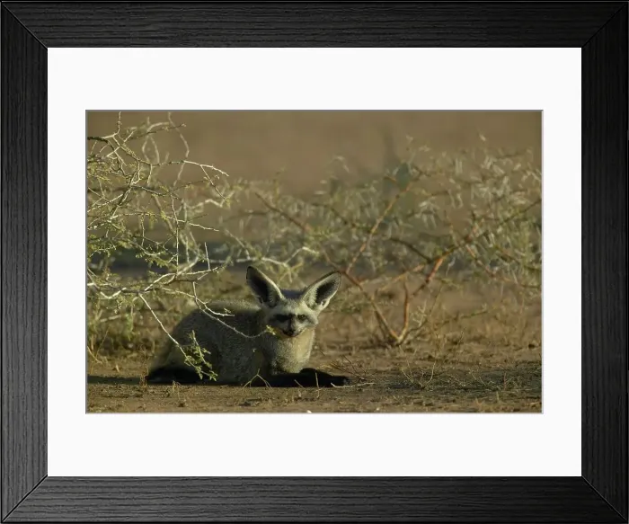 Framed Print : Bat-Eared Fox (Otocyon meaglotis) in veld Framed Print : Bat-Eared Fox (Otocyon meaglotis) in veld