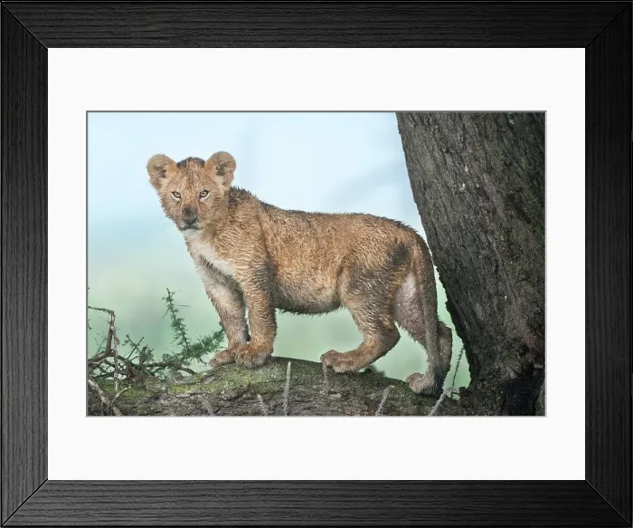 Framed Print : African lion cub (Panthera leo) standing on a rock Framed Print : African lion cub (Panthera leo) standing on a rock