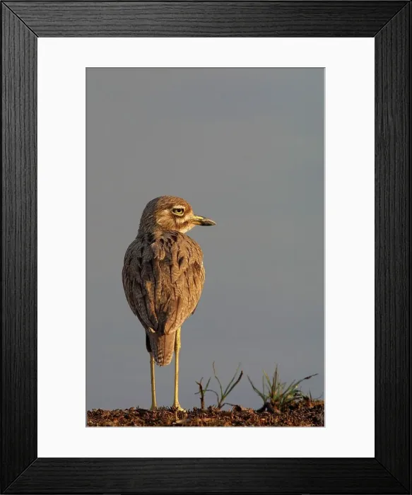 Framed Print : Water Dikkop. Inyamithi Pan. Ndumu Game Reserve Framed Print : Water Dikkop. Inyamithi Pan. Ndumu Game Reserve