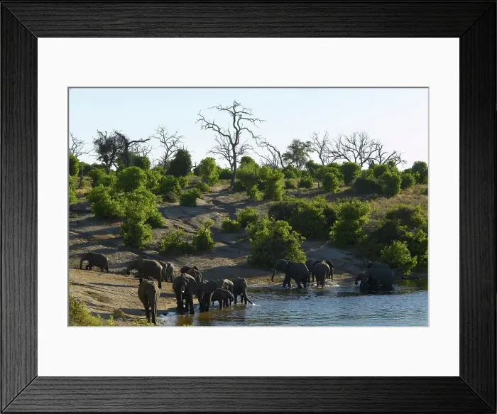 Framed Print : Elephants (Loxodonta Africana) drinking in Chobe River Framed Print : Elephants (Loxodonta Africana) drinking in Chobe River